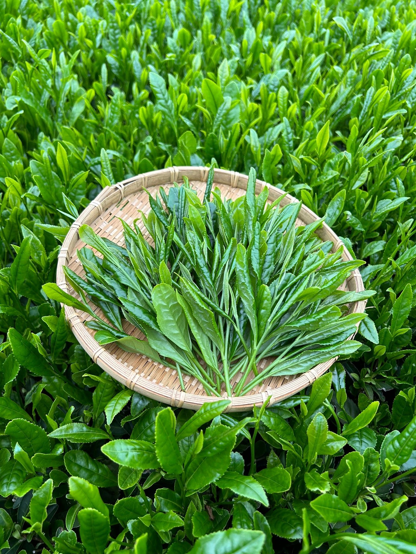 SAIKO CEREMONIAL MATCHA 40g